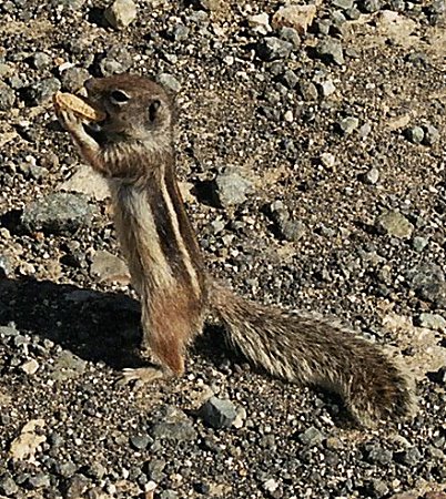 530